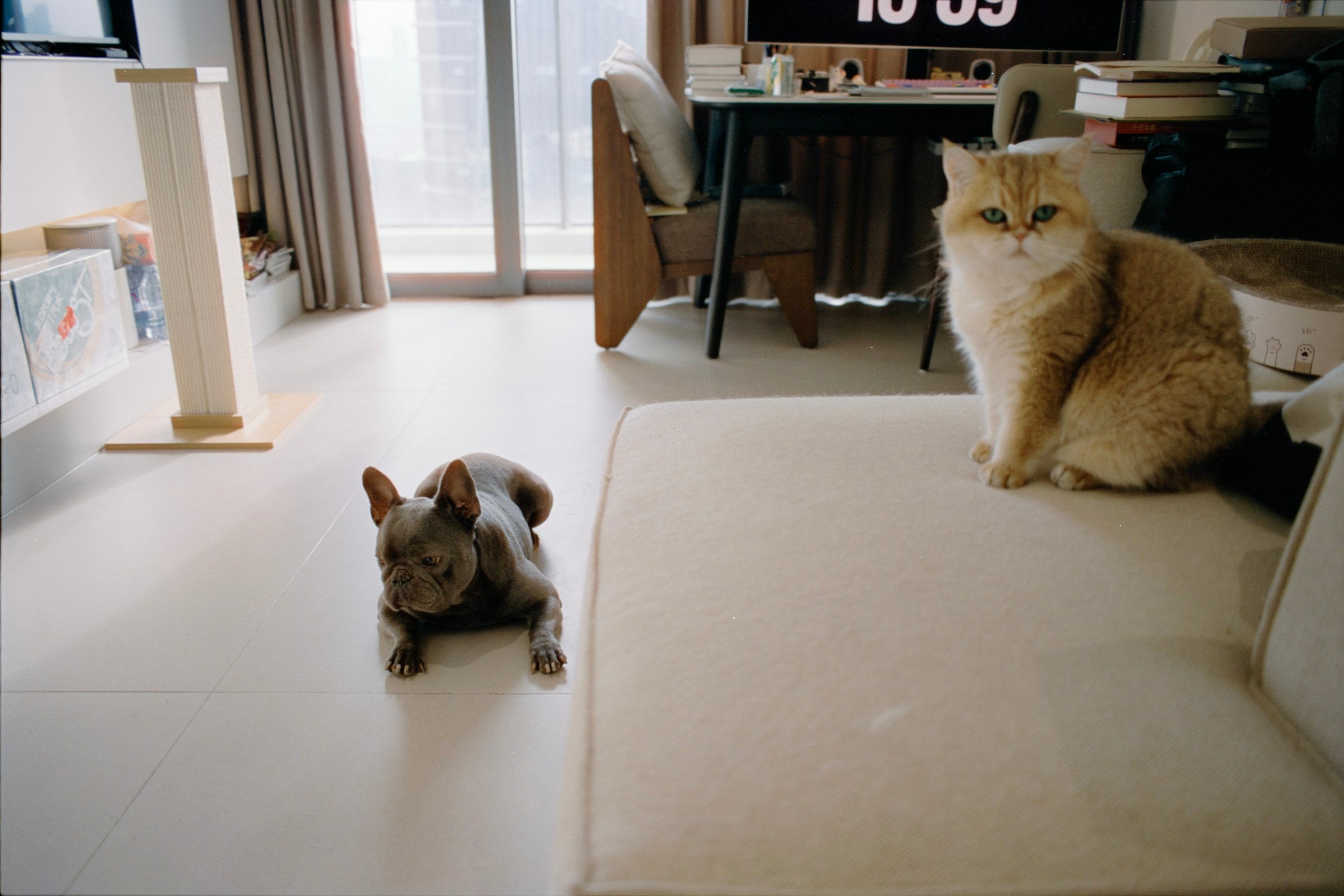 Animaux dans un salon contemporain